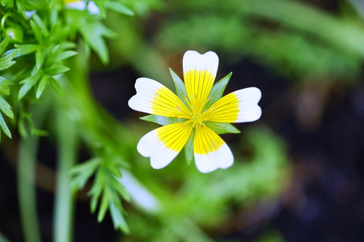 メドウフォームの花